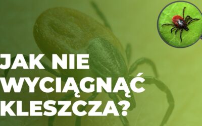 JAK NIE WYCIĄGAĆ KLESZCZA