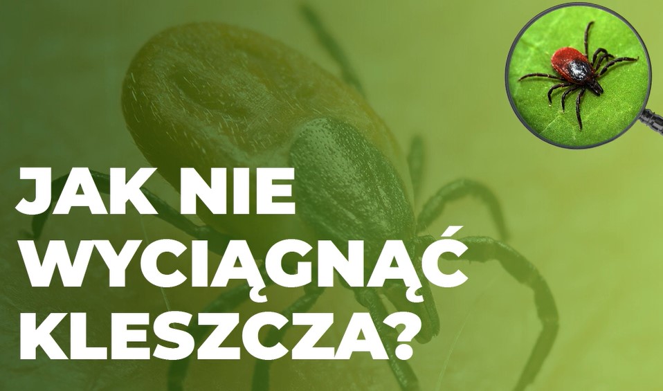 JAK NIE WYCIĄGAĆ KLESZCZA