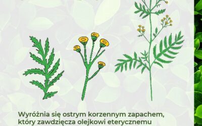 ROŚLINY ODSTRASZAJĄCE KLESZCZE – WROTYCZ