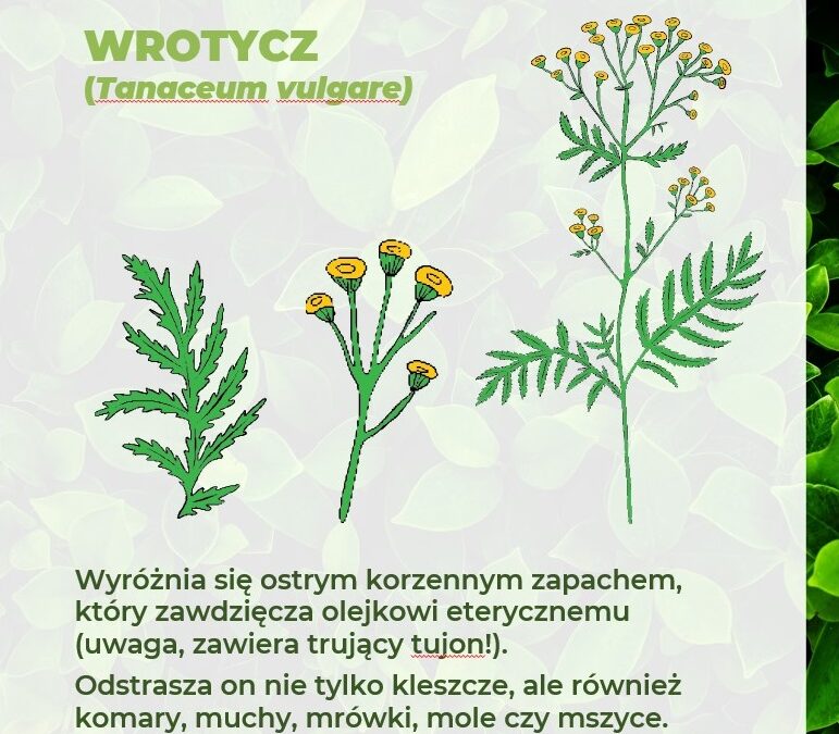 ROŚLINY ODSTRASZAJĄCE KLESZCZE – WROTYCZ