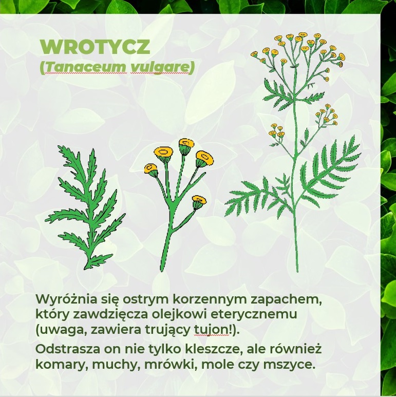 ROŚLINY ODSTRASZAJĄCE KLESZCZE – WROTYCZ