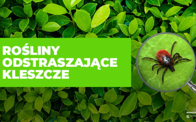 ROŚLINY ODSTRASZAJĄCE KLESZCZE
