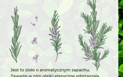 ROŚLINY ODSTRASZAJĄCE KLESZCZE – ROZMARYN