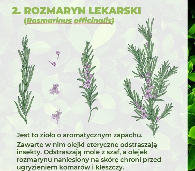 ROŚLINY ODSTRASZAJĄCE KLESZCZE – ROZMARYN