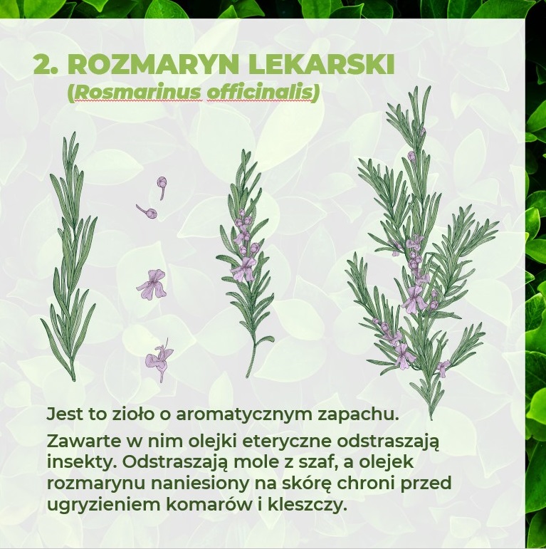 ROŚLINY ODSTRASZAJĄCE KLESZCZE – ROZMARYN